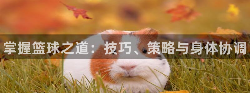 掌握篮球之道：技巧、策略与身体协调